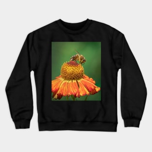 Honeybee on Helenium Flower with Green Background Crewneck Sweatshirt